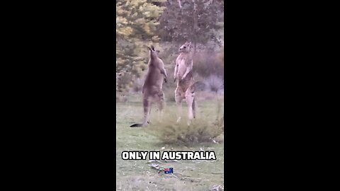 Kangaroos sorting issues out