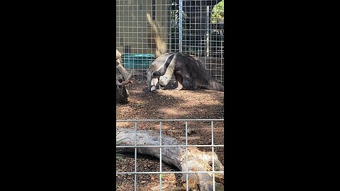 Giant Anteater #giantanteater #anteater #shorts #viral #trending #explore #followme