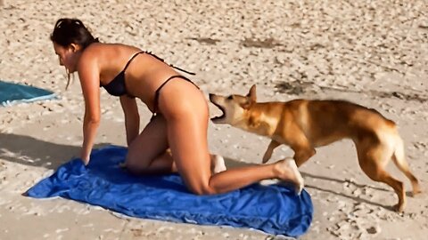 FUNNY MOMENTS WITH ANIMALS, CAPTURED ON CAMERA 😁 FUNNY VIDEO