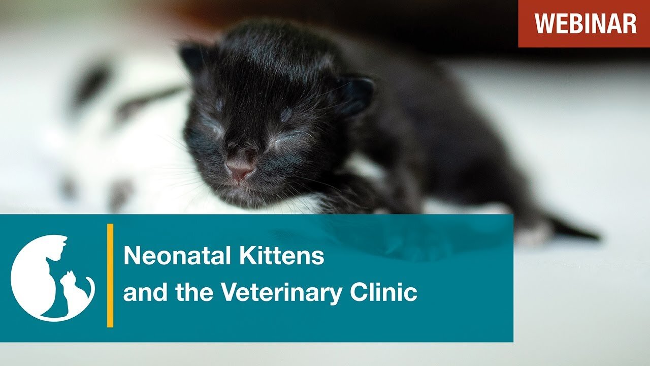 Neonatal Kittens and the Veterinary Clinic