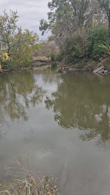 A Couple of Ducks Paddling Away from Me