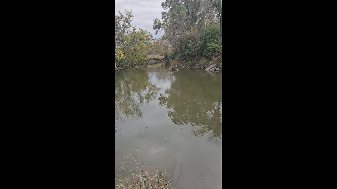 A Couple of Ducks Paddling Away from Me