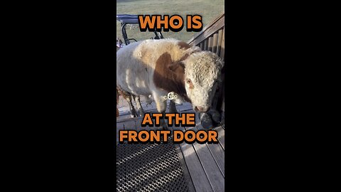 Knock knock, who is at the front door? It’s T-Bone the mini bull!