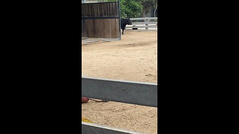 Cow 🐄 🐮 #cow #shorts #followme #viral #trending