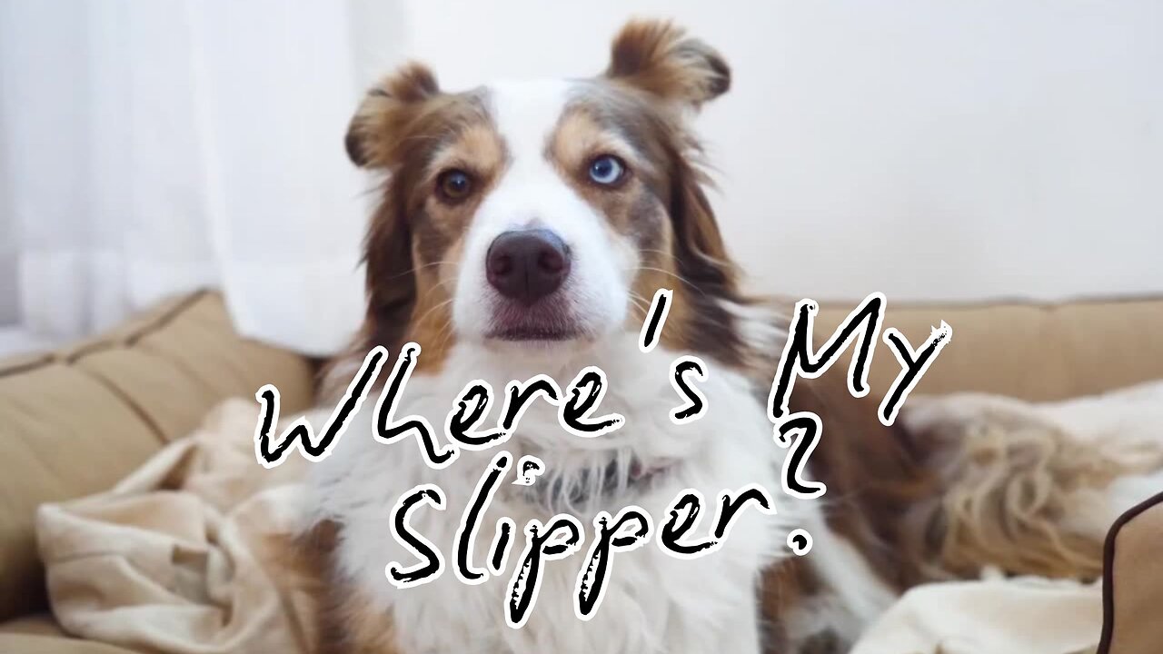 Where's My Slipper?