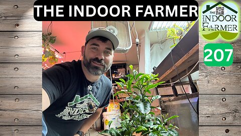 The Indoor Farmer ep 207, The Weather's Changing I Decided To Bring My Lemon Tree Inside. Let's Grow