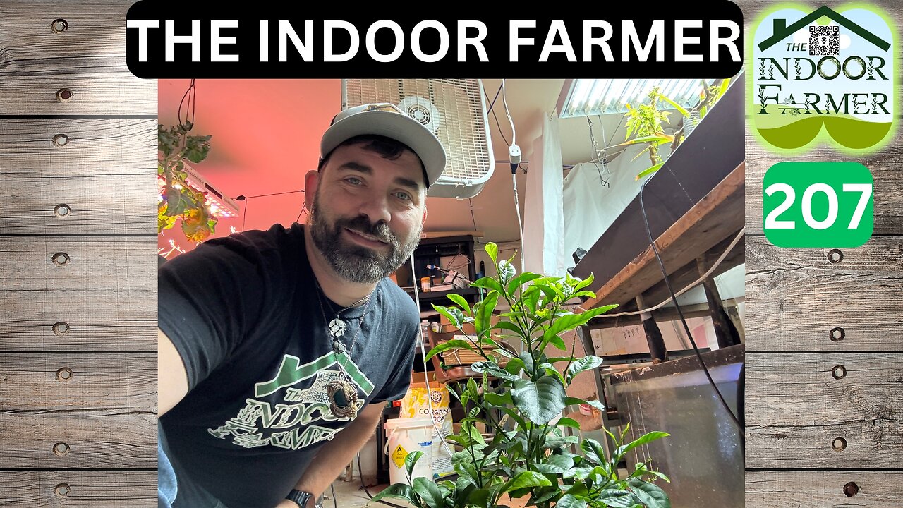 The Indoor Farmer ep 207, The Weather's Changing I Decided To Bring My Lemon Tree Inside. Let's Grow