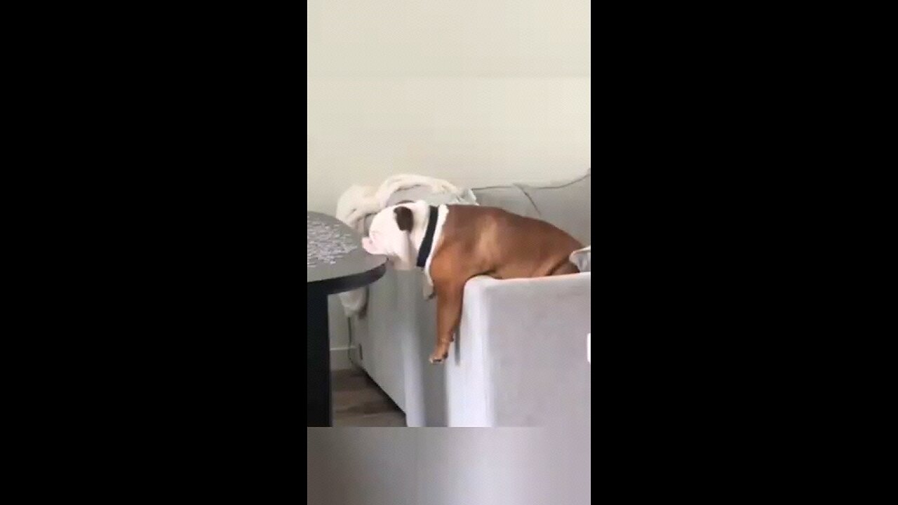 funny animals