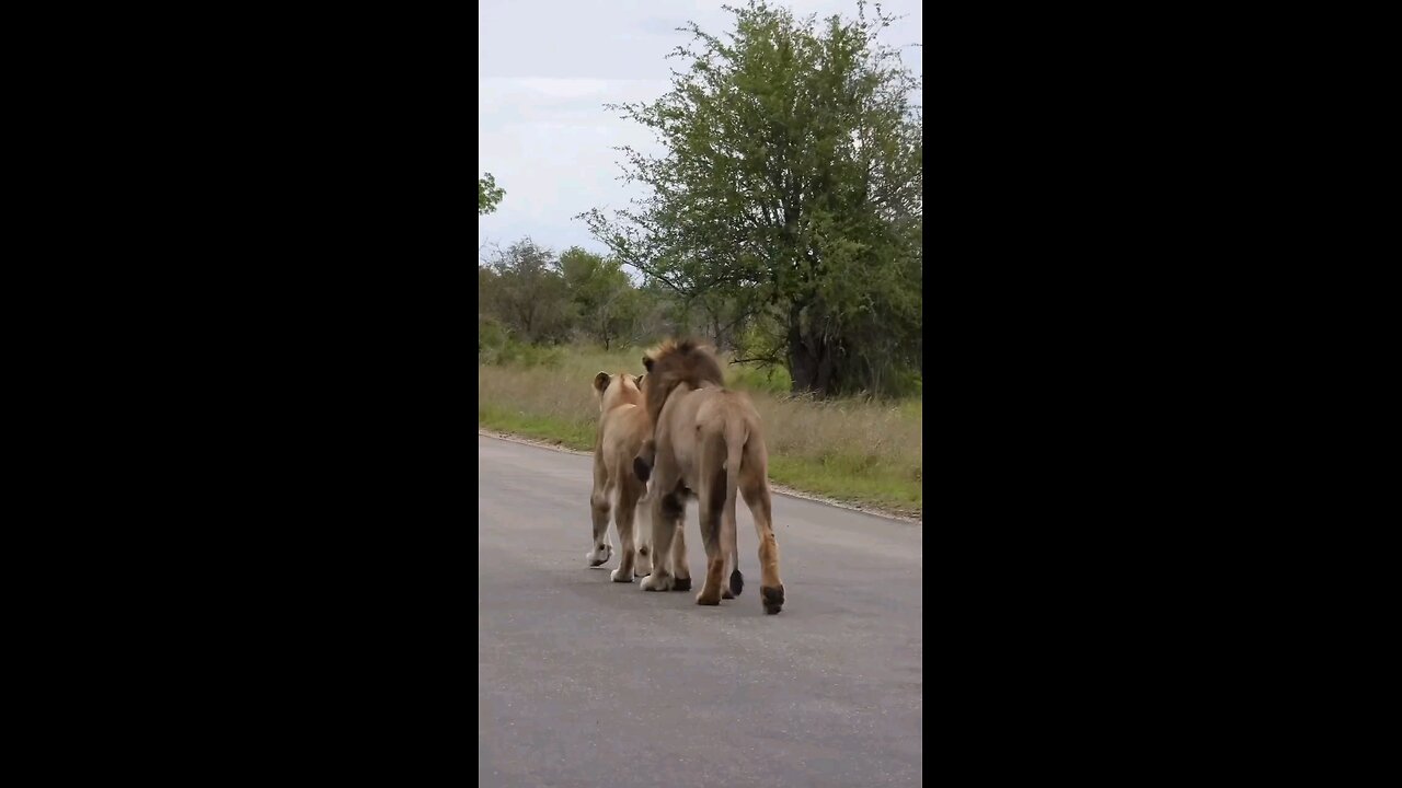 Lovely Lion playing on the road