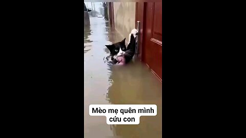 enterA mother cat risks herself to save her kitten