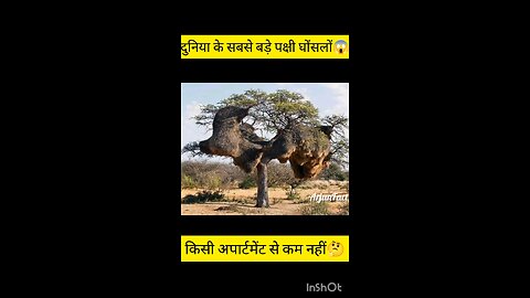 World Biggest Birds Next😯😱😱