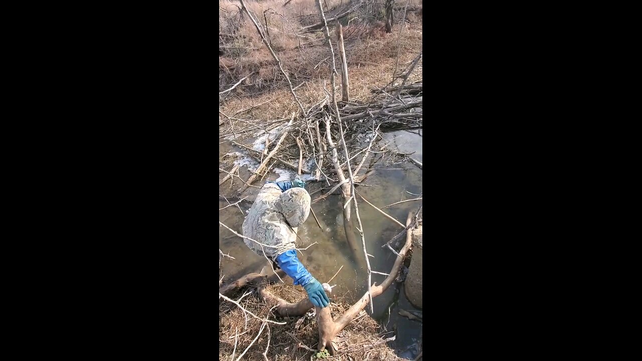 Trapping Backwoods Beaver #5... #trapping, #beaver, #backwoodslife