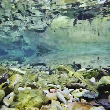 Feihong Ink Trace focus on This kind of harmony should be the true nature of this world