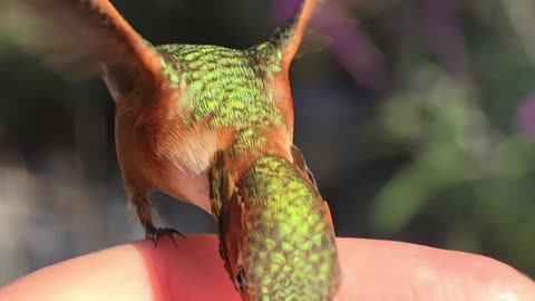 Hummingbird Hand-Feeding in Slow Motion Video