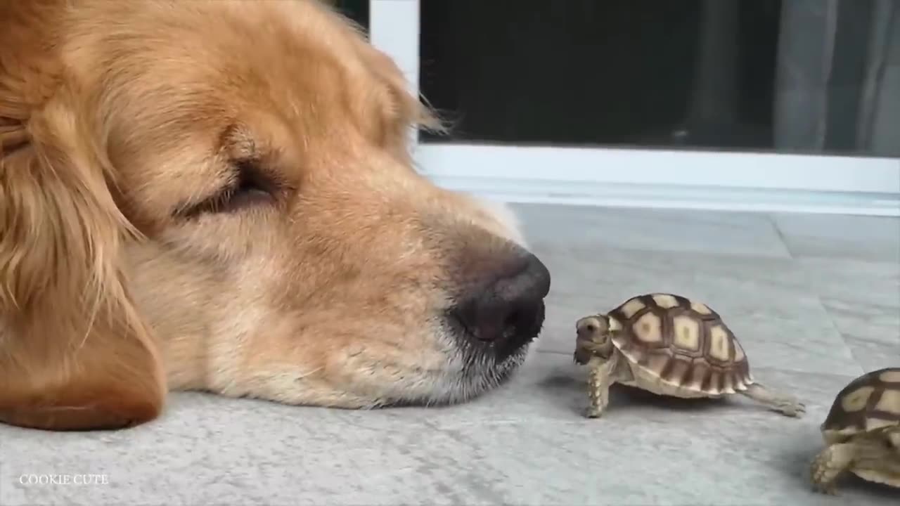 TRY NOT TO LAUGH 😆 Best Funny Videos Compilation 😂😁😆 Memes