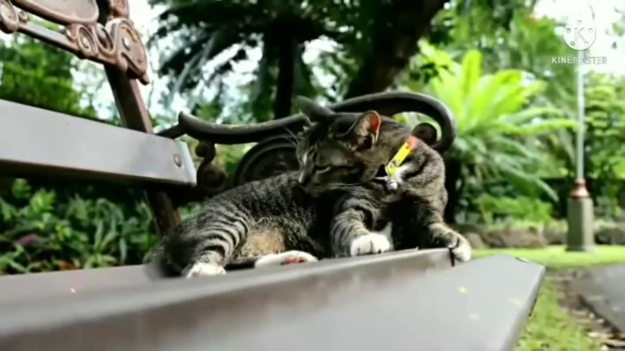 Cut cat video