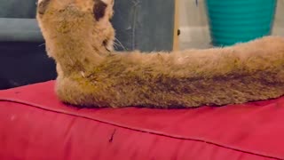 😂😱 Taxidermy Bobcat Meets Orange Tabby! | FunFM