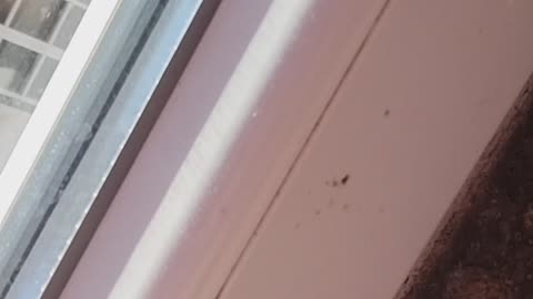 259 Omni Portugal Diaries