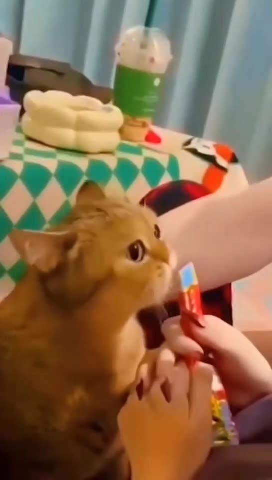 Cute Kittens and Funny Pets