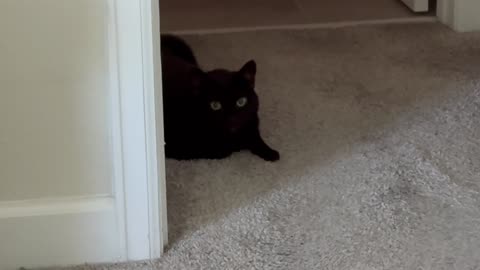 Cute Precious Piper is in Her Security Guard 'Mode - My Adopted Shelter Cat Vlog