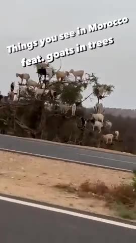 Things you see in Morocco - feature goats in trees!