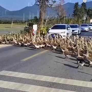 🙀 Unified March of Geese