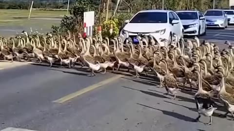 🙀 Unified March of Geese