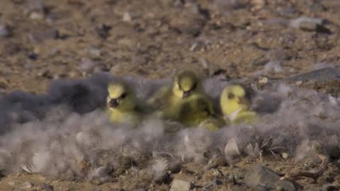 Los animalitos de Andy - T01E10 - Hora de Acostarse