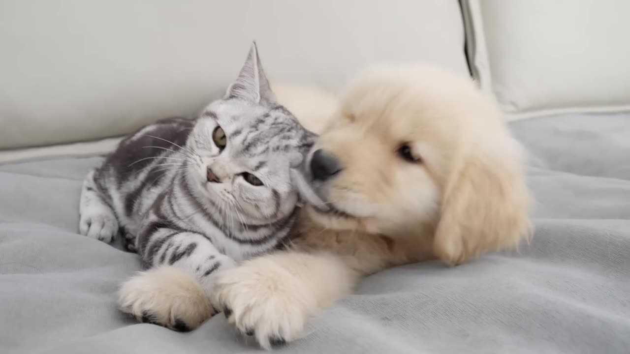 Doggie and kitten