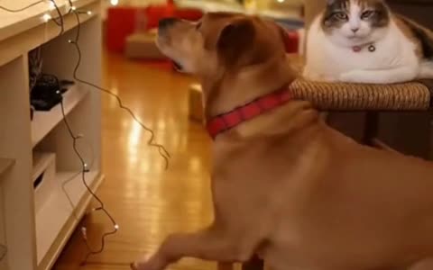 🐶🍪 My Dog Stole a Christmas Treat… And His Guilty Face Is Hilarious 😂🎄