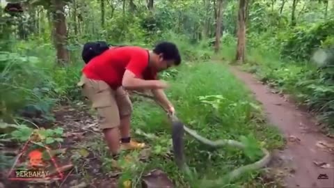 Indonesian handling a cobra professionally