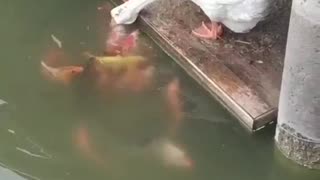 swan feeding the fish 🦢