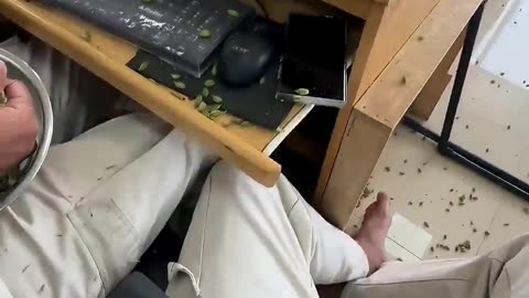 Pajeets being fed like chickens at work