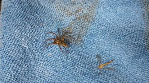 Spider and Dragonfly