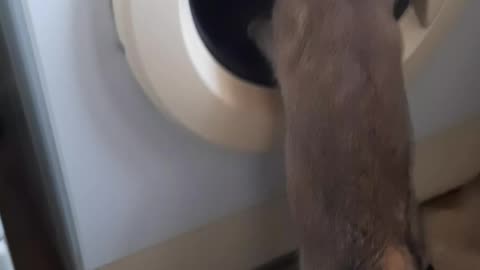 Моя тигрица