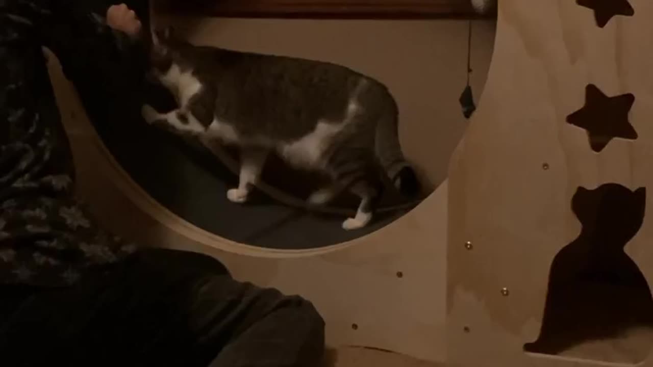 Fun time with kitten on wheel treadmill