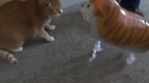 Naughty Cats Caught in Action! 😼💥