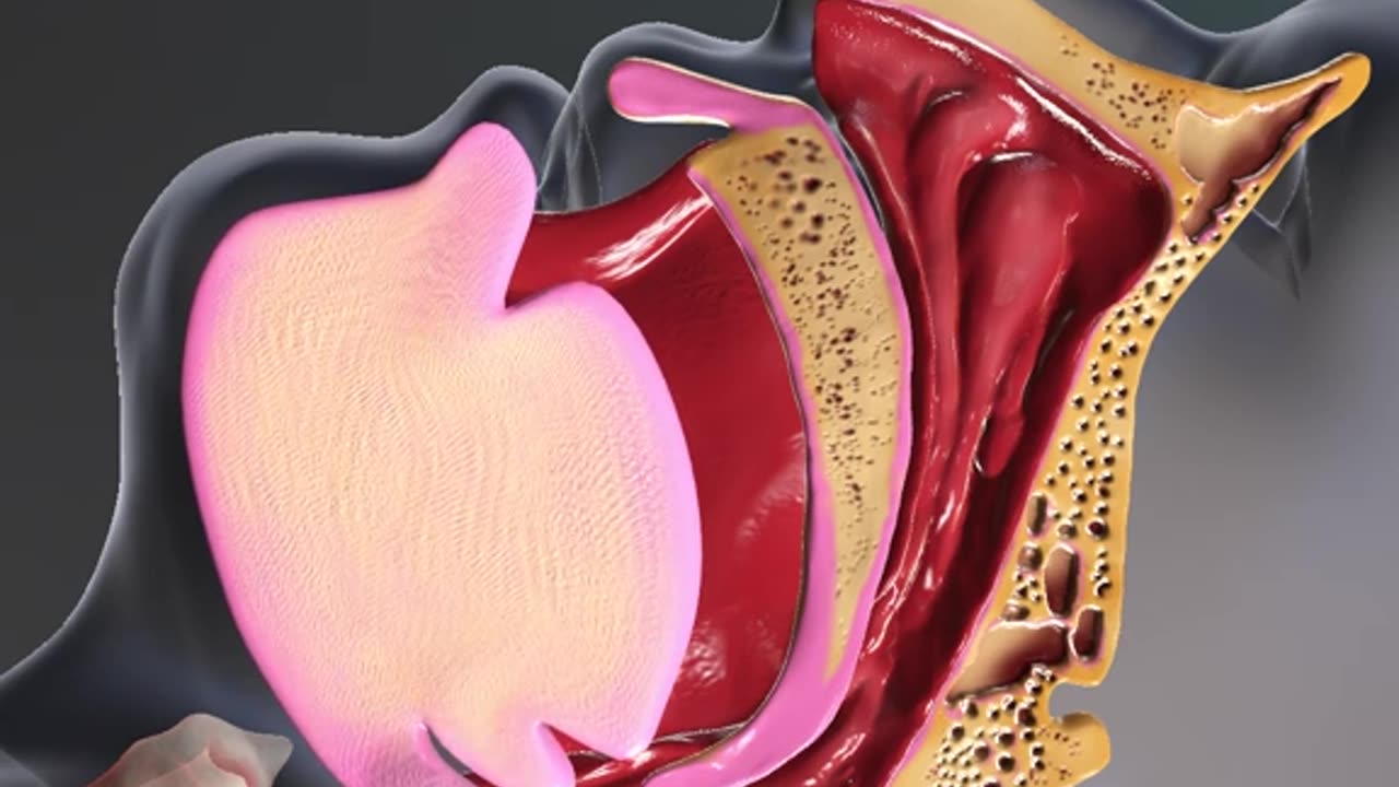 How To Treat Snoring (3D Animation)