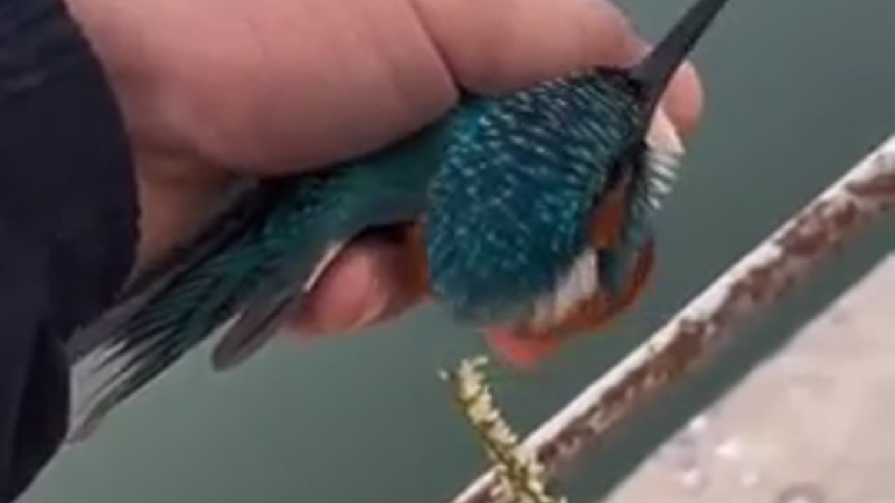 🧠✨ Frozen Bird Gets Help & Thrives! | FeedMyCuriosity