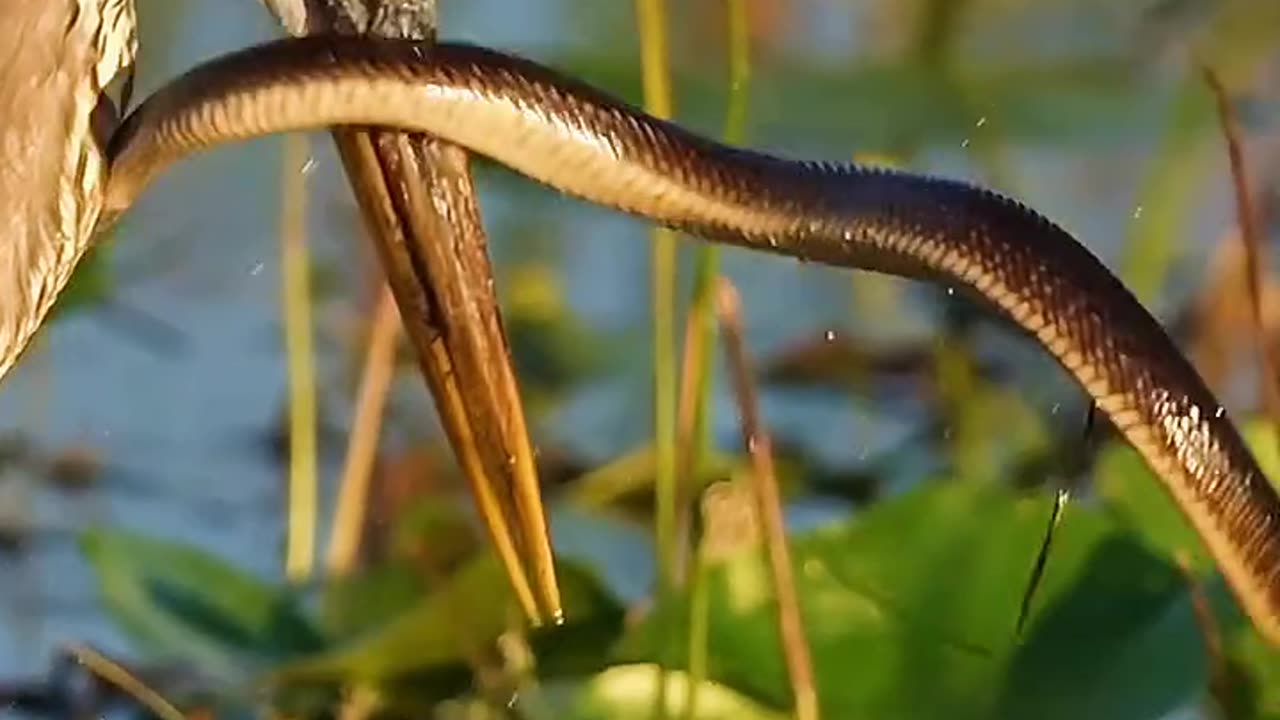 "🦩🔥 Watch as a Sarus Crane Catches a Snake! 😱🐍"