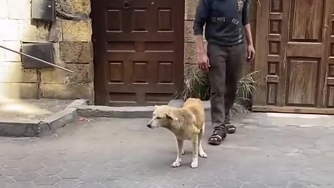 🤯💉 Vaccination Using Dart Arrows – See The Future Of Animal Care! | FeedMyCuriosity