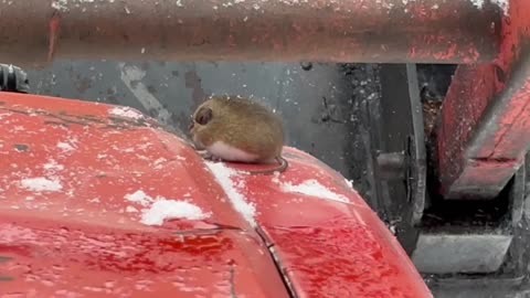 Mouse riding a tractor