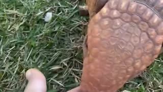 rescued an armadillo stuck in a hole
