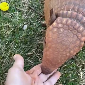 rescued an armadillo stuck in a hole