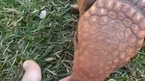 rescued an armadillo stuck in a hole