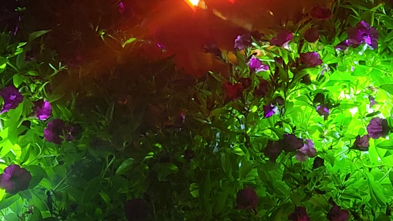 Pumpkin experimenting with wild and spooky interests and effects.