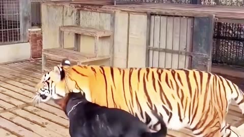 #funny video ,#dog with tiger.🐅