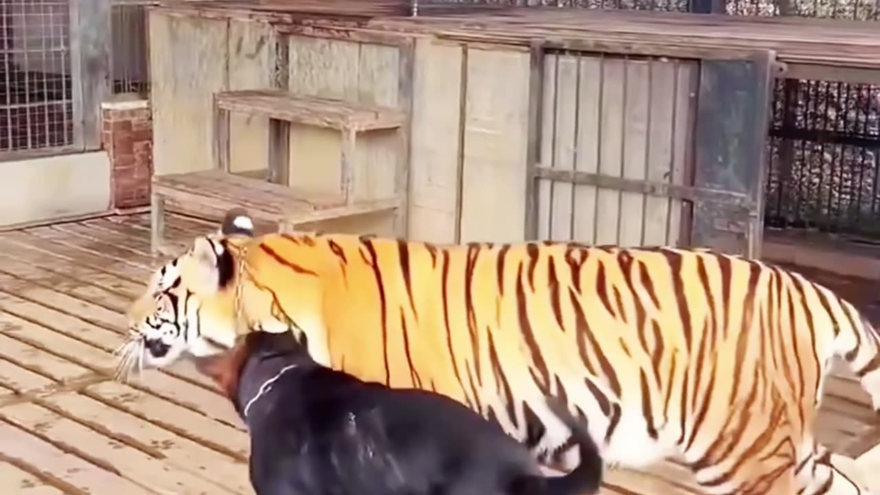 #funny video ,#dog with tiger.🐅
