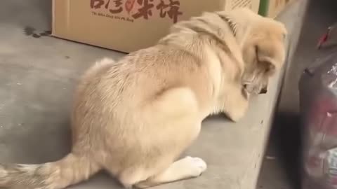 Funny video