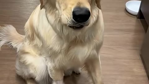 My dog is too smart for hidden pills
